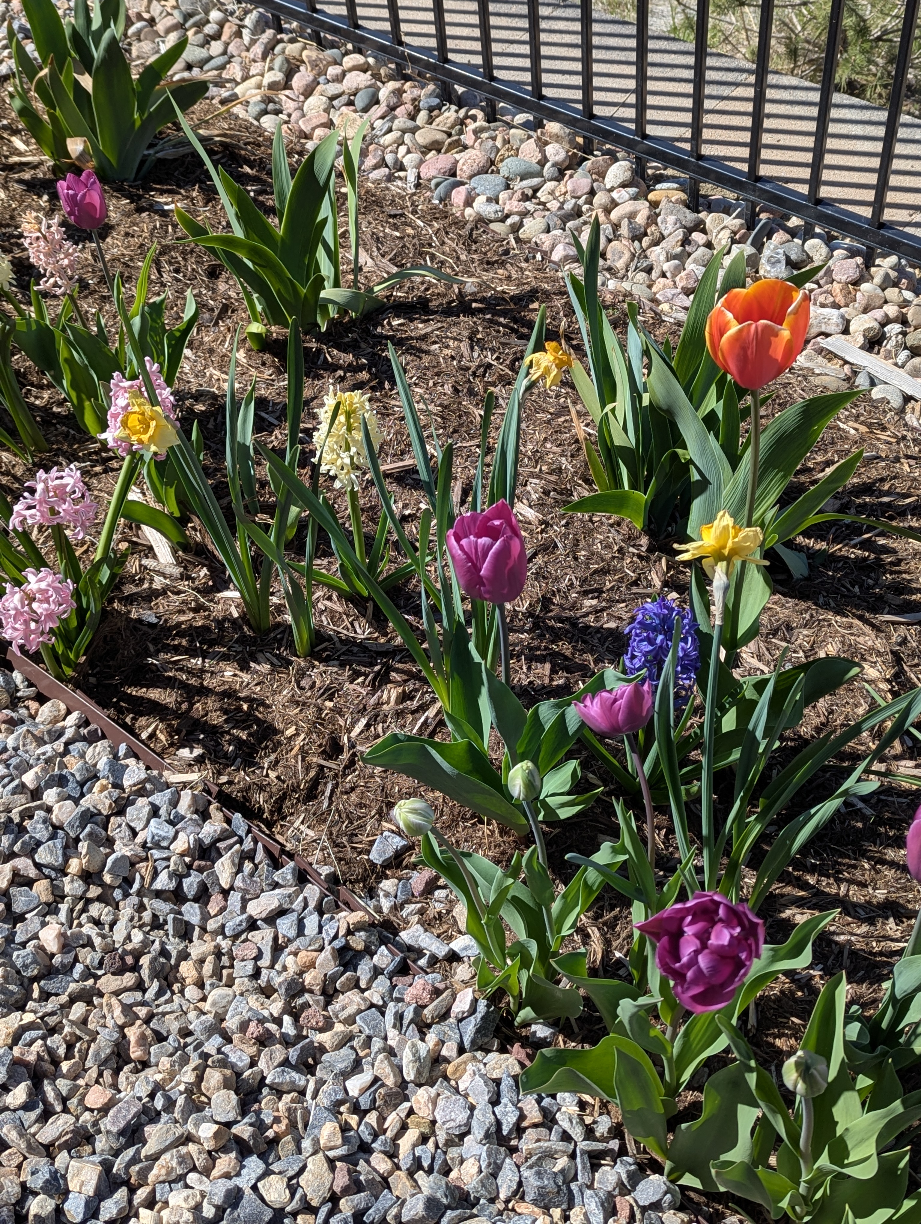 Garden, Flowers, Morrison, Colorado